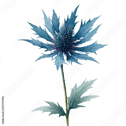 A Watercolor hand-painted eryngium flower branch and green leaves with realistic texture on a white background, botanical fruit illustration, flat watercolor painting, simple and detailed design.
