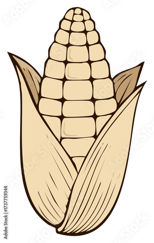 Fresh yellow corn on the cob with husks natural illustration