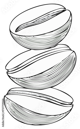 Stack of three coffee beans in a vintage black and white engraving line art illustration