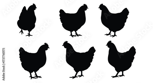 Simple black silhouettes of six chickens in various poses shown clearly