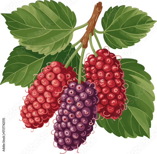 Exquisite Hand-Drawn Mulberry Bunch Featuring Vibrant Red and Deep Purple Berries Adorned by Lush Green Leaves A Perfect Element for Your Next Design Project