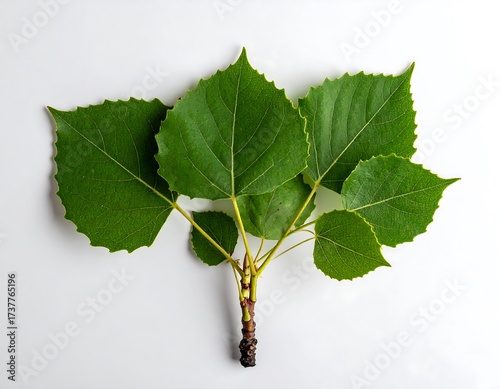 Closeup of Fresh Aspen Tree Leaves.