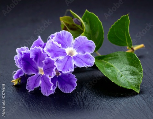 Closeup Purple Flower Cluster on Dark Background.