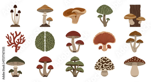 Collection of Various Mushroom Illustrations in a Grid Layout.