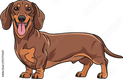 Dachshund dog standing happy panting cute vector illustration