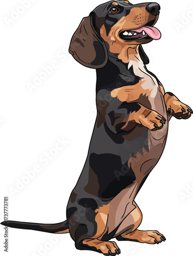 Dachshund dog standing on hind legs cute vector illustration