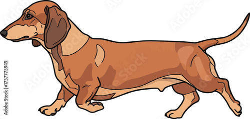 Dachshund dog walking trotting pose side view vector illustration
