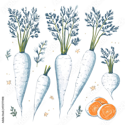 Vibrant White Carrot and slices Collection isolated on a white background, vector, simple flat 2D icon, minimalist design, EPS design, vegetables set