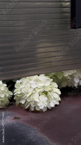 White hydrangea bush peeking beneath closed garage door, revealing its delicate blooms, is captured here. These White hydrangea offer glimpse of beauty where one might least expect it.