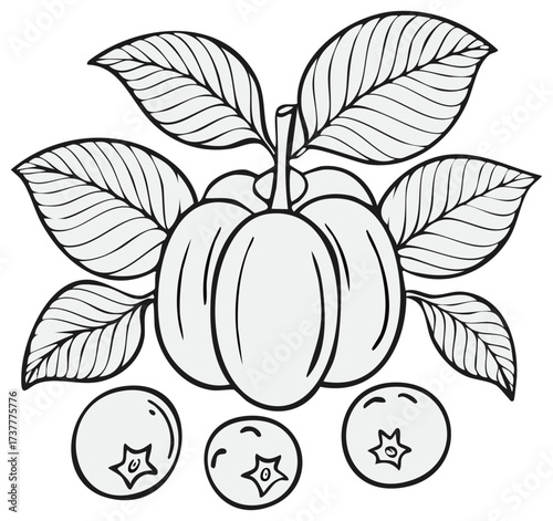 Botanical illustration featuring a plum with leaves and blueberries outlined in black on a white background