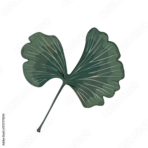 An illustration Vector, flat design, animation design, simple flat 2D icon, minimalist design, a Simple design flat 2D sketch ginkgo leaf Collection isolated on a white background