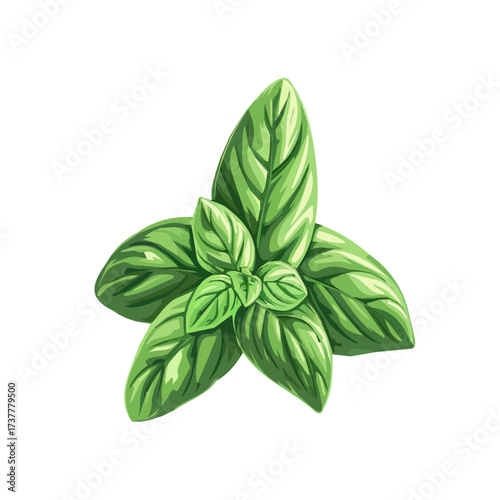 A marjoram sprig illustration, digital painting, big marjoram sprig illustration in watercolor style, isolated on a white background, leaf collection, EPS format design