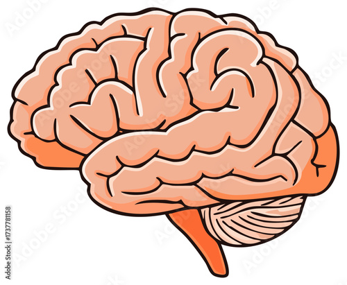 Human Brain Anatomy Illustration Depicts Organ Structure Cerebral Lobes Cerebellum Medical Study and Health Sciences