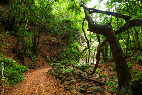Foto Scenic view of Cubo de la Galga hiking trail in the beautiful mysterious laurel forest