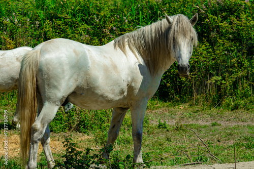 White horses in Camargue (Provence)