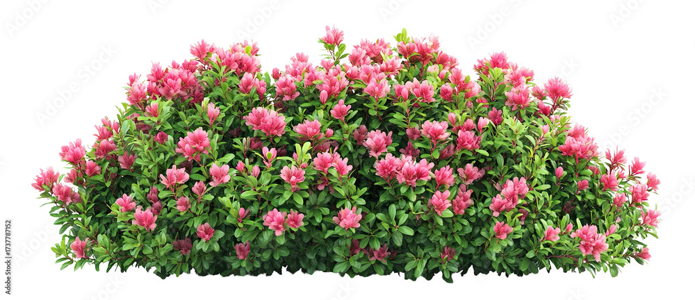 Fototapeta premium Set of blooming pink garden bushes with lush green leaves, isolated on transparent cutout background
