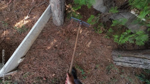 First person view of a young man raking fall pine needles in a yard. First person view of raking. Fall season yard raking. Autumn yard cleaning