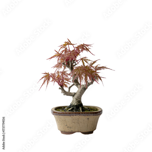 Miniature Japanese Maple Bonsai | Autumnal Red Leaf Bonsai Tree | Refined Ceramic Pot Bonsai Display