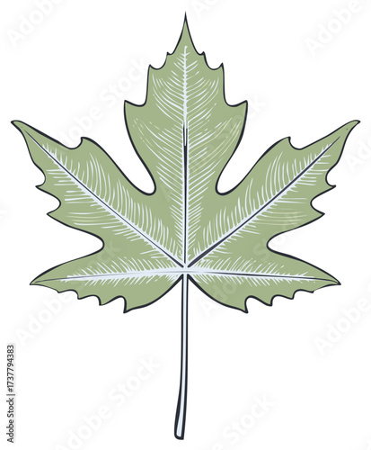 Stylized green leaf illustration with intricate vein detail and serrated edges