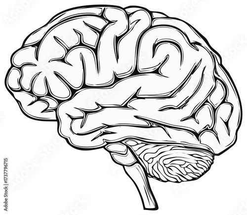 Stylized black and white illustration of human brain anatomy
