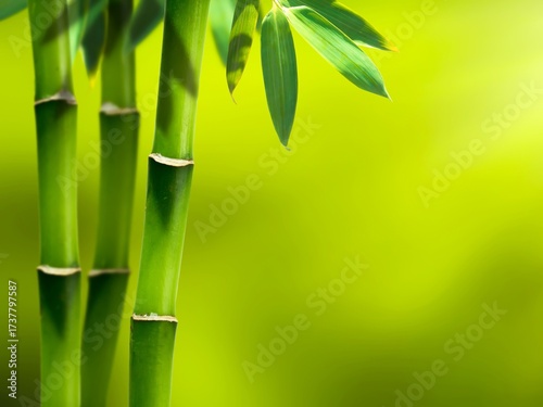 Vibrant Green Bamboo Stems and Leaves with Sunlight and Bokeh Background 