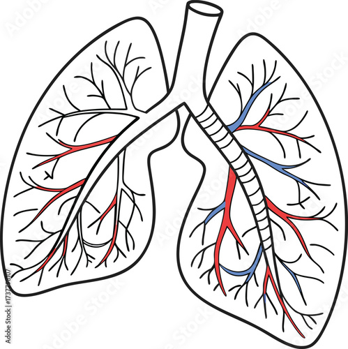 Human lungs illustration for medical studies, visualizing respiratory system anatomy with arteries and veins, ideal for healthcare and education content