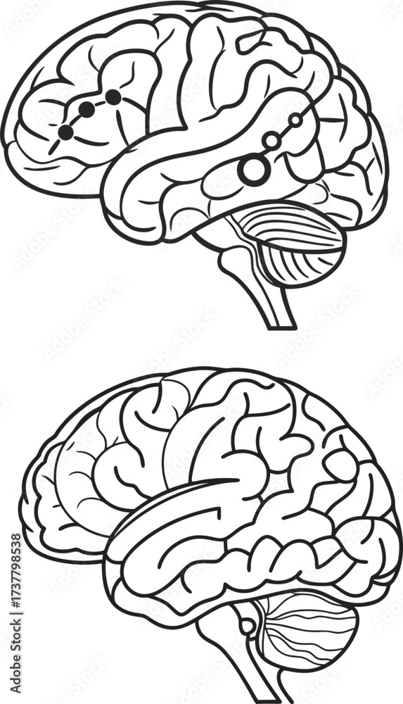 Fototapeta premium Detailed human brain illustration for medical education, cognitive science research, or neurology presentations, originally a scalable vector graphic