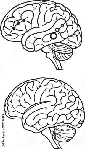 Detailed human brain illustration for medical education, cognitive science research, or neurology presentations, originally a scalable vector graphic