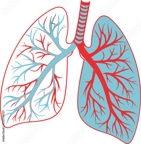 Detailed lung anatomy illustration showing pulmonary circulation for medical education and healthcare promotion, highlighting essential respiratory functions