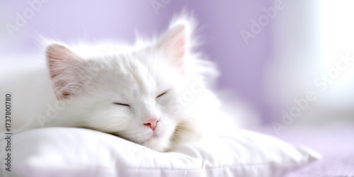 A white cat is sleeping peacefully on a white pillow. Pillow advertisement. 