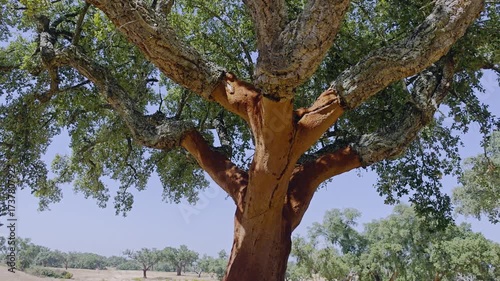 Cork oak trees farm.  Oak trunks are freshly stripped, revealing its reddish core.