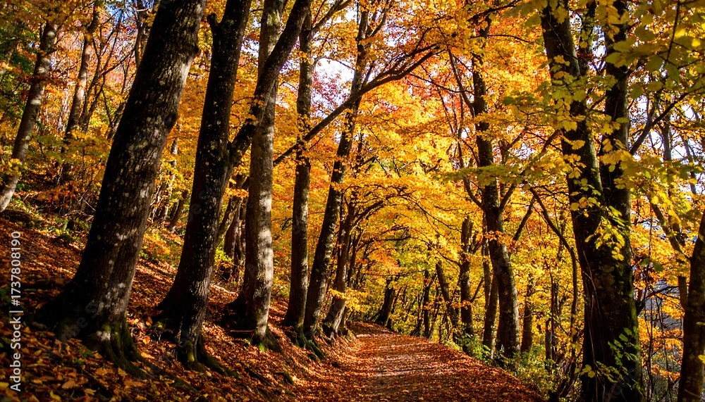 Obraz premium Autumn forest path (2)