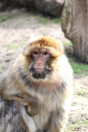 Affe
