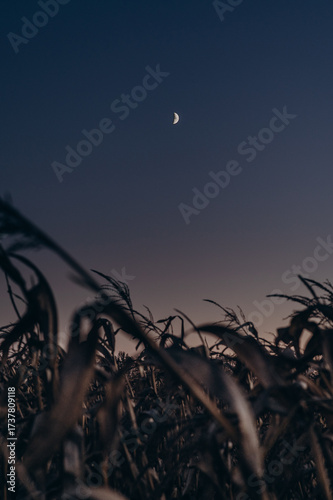 The moon shines over a dry corn field at night.