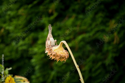 sparrow sitting on a dry sunflower and picking seeds at a autumn day