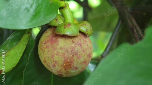 Mangosteen is growing on the tree.