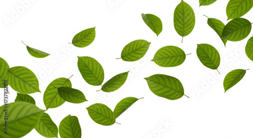 Green leaves falling isolated on transparent background