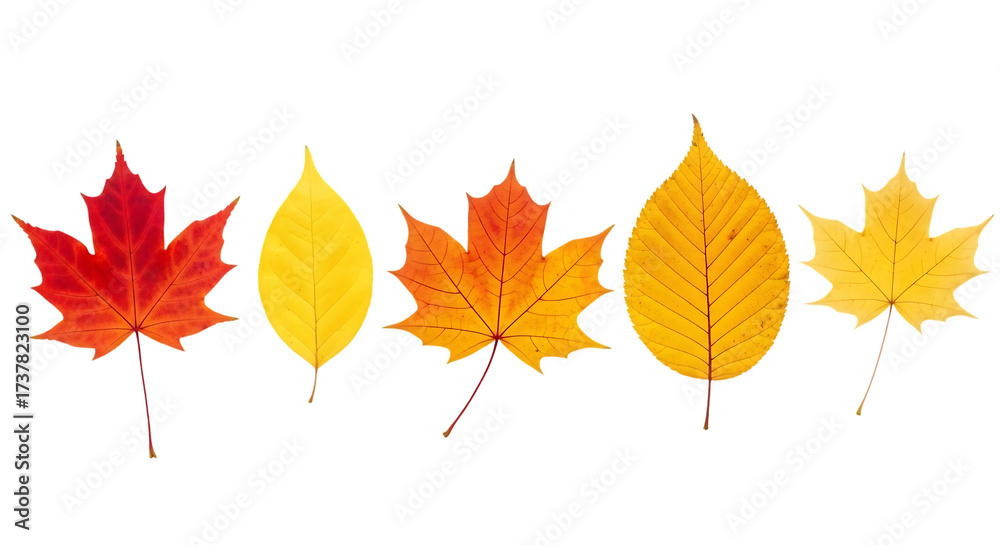 Fototapeta premium Collection of colorful autumn leaves in a row isolated on transparent background