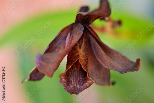 Close-up view of wilted orchid flower