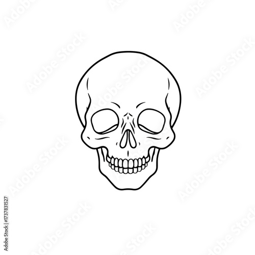 Human skull illustration on white background with detailed anatomical structure. Skull drawing is a graphic representation of bone structure, skeletal structure and teeth.