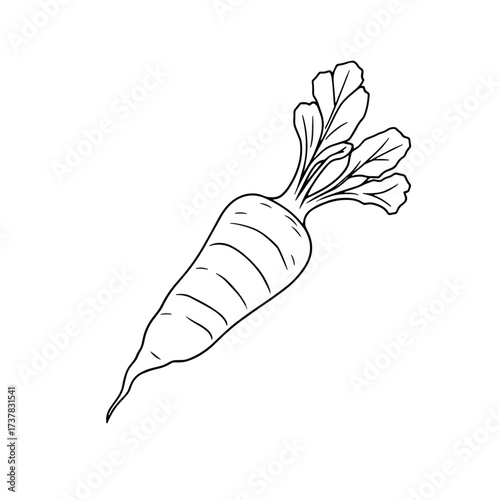 Carrot outline shows fresh vegetable in black and white, with simple lines that delineate the carrot. Outline image features common vegetable ingredient, good raw or cooked, as healthy eating choice.