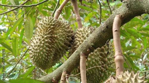 Durian in bunches on the tree.