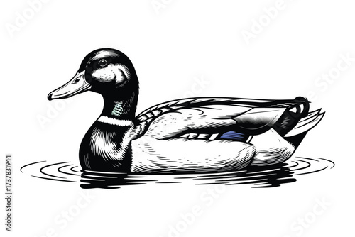 Vector art of a detailed ink drawing of a mallard duck swimming in water, showcasing its distinctive plumage and serene demeanor, a classic wildlife illustration