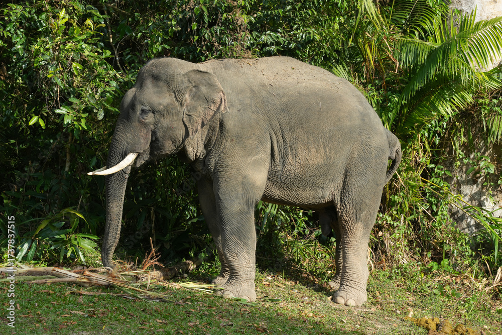Fototapeta premium Asian elephant watching in natural habitats in the forest.