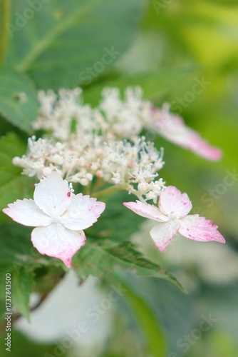 apple tree blossom