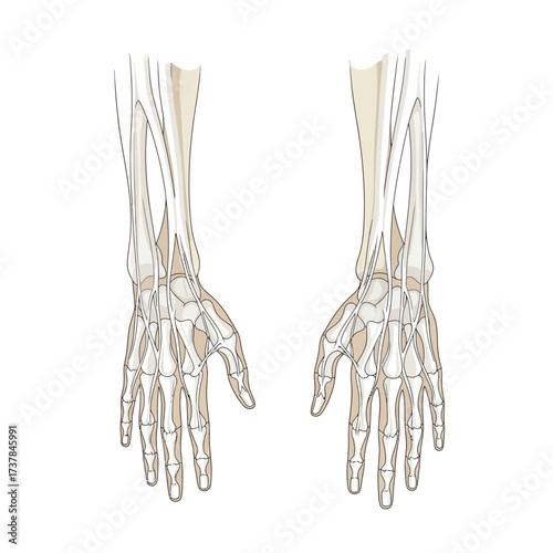 Detailed Vector Illustration of Human Hand Tendons and Ligaments Anatomy