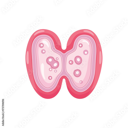 Stylized vector illustration showcasing a human thymus anatomical structure