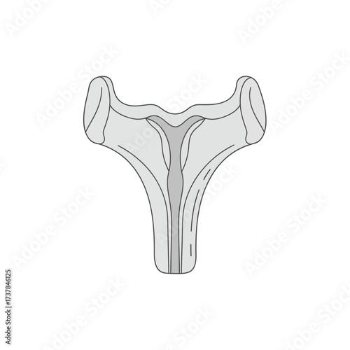 Isolated vector illustration showing the vomer bone anatomy on white background