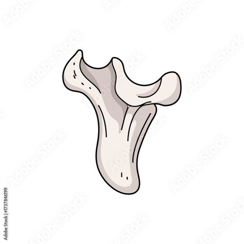 Flat vector illustration showing detailed Human Zygomatic bone anatomy