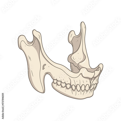 Detailed vector illustration of the human mandible bone structure anatomy